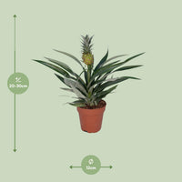 Ananas comosus (Bromelia 'Pineapple') - Ø12cm - ↕30cm