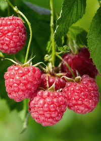 Rubus idaeus 'Malling Promise' (Lampone) - Ø13cm - ↕45cm
