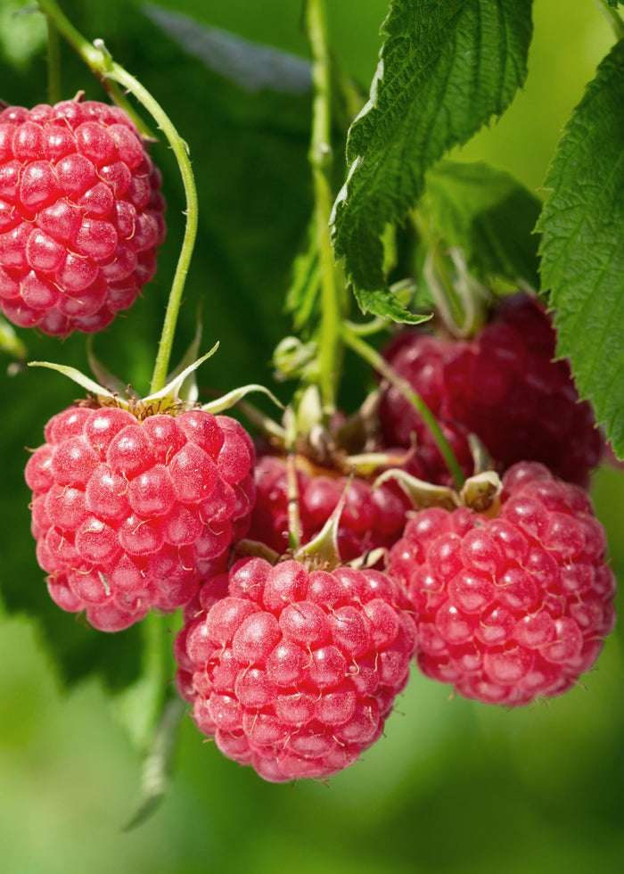 Rubus idaeus 'Malling Promise' (Raspberry) - Ø13cm - ↕45cm