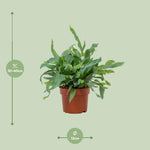 Load image into Gallery viewer, Phlebodium aureum 'Blue Star' - Ø12cm - ↕35cm