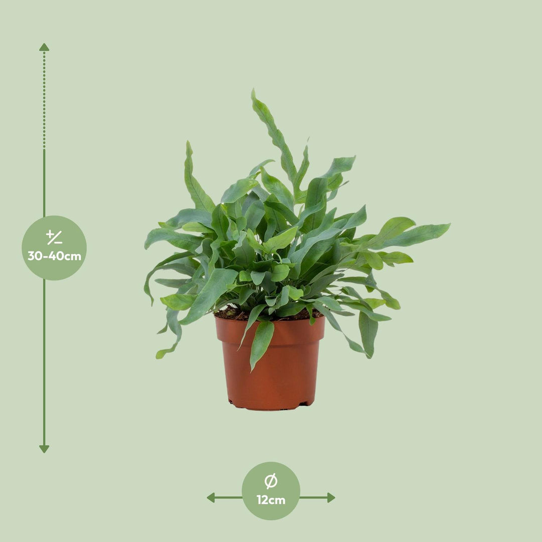 Phlebodium aureum 'Blue Star' - Ø12cm - ↕35cm