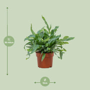 Phlebodium aureum 'Blue Star' - Ø12cm - ↕35cm