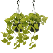 Epipremnum pinnatum 'Golden Pothos' (Scindapsus) - 2 plants - Ø15cm - ↕25cm