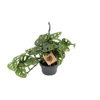 Monstera adansonii - Ø14cm - ↕30cm