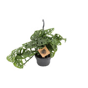 Monstera adansonii - Ø14cm - ↕30cm