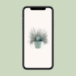 Load image into Gallery viewer, Festuca Glauca Intense Blue® - Ø17cm - ↕35cm
