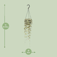 Ceropegia woodii - Ø14cm - ↕50cm