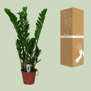 Zamioculcas zamiifolia - Ø14cm - ↕50cm