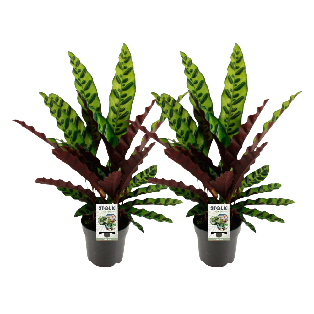 Calathea lancifolia 'Insignis' - 2 piante - Ø14cm - ↕45cm