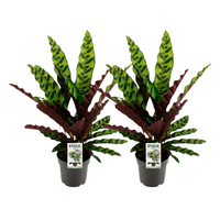 Calathea lancifolia 'Insignis' - 2 piante - Ø14cm - ↕45cm
