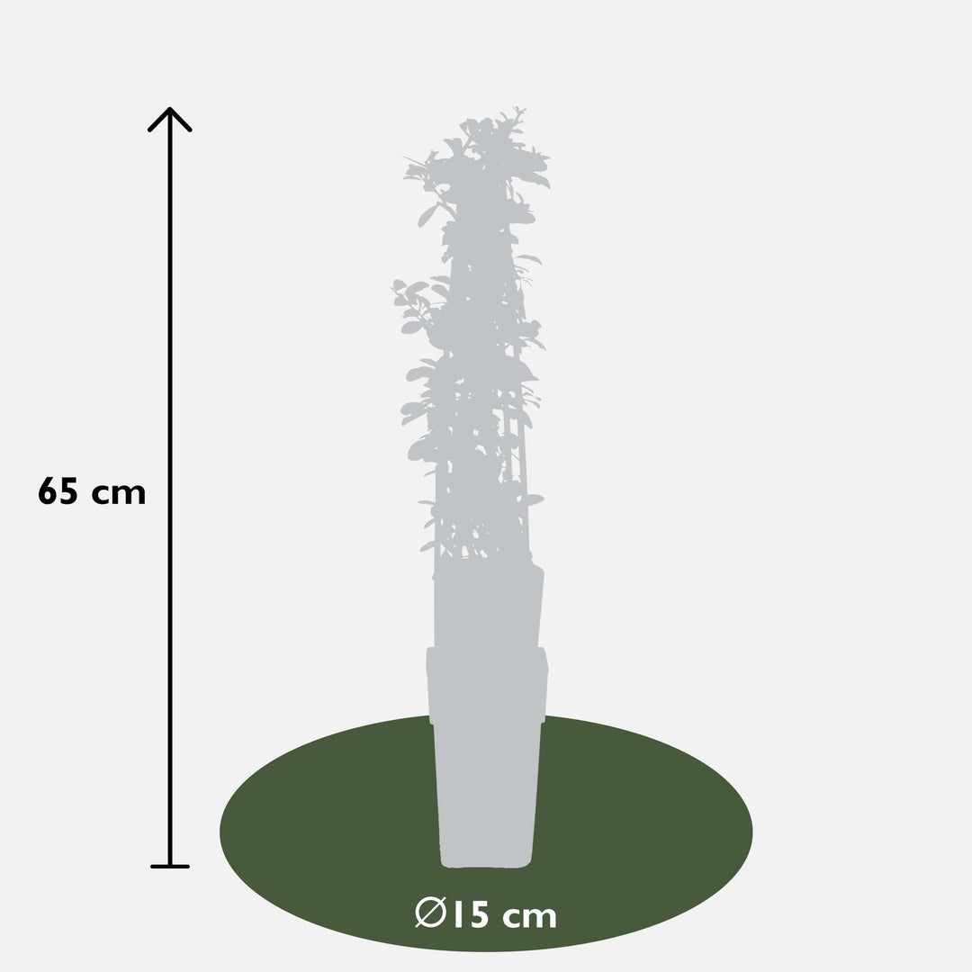 Pyracantha 'Orange Glow' - ↨65cm - Ø15