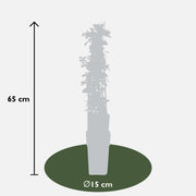 Pyracantha 'Orange Glow' - ↨65cm - Ø15