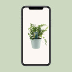 Load image into Gallery viewer, Polypodium vulgare - Ø17cm - ↕40cm
