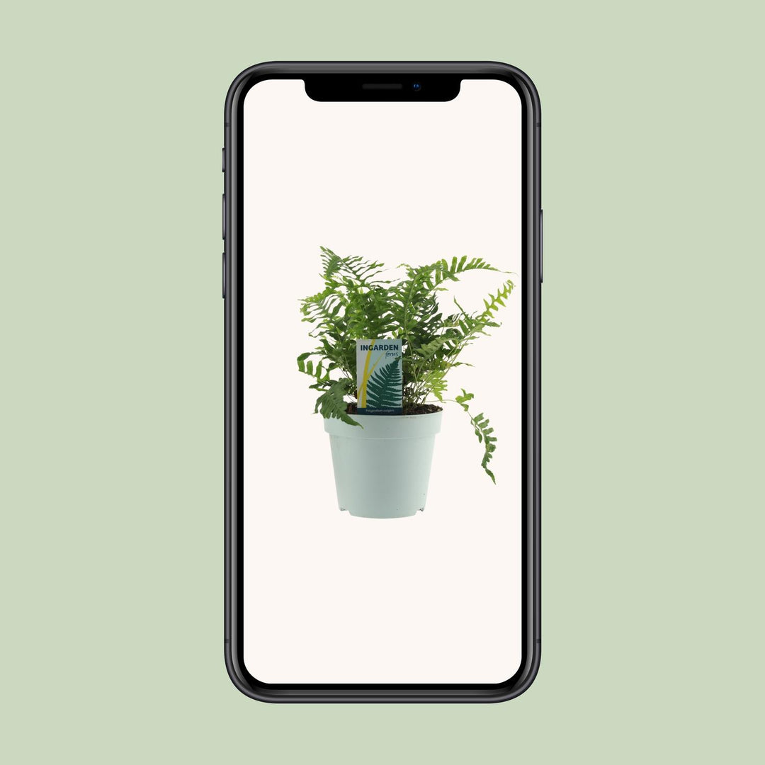 Polypodium vulgare - Ø17cm - ↕40cm