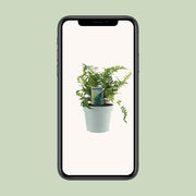 Polypodium vulgare - Ø17cm - ↕40cm