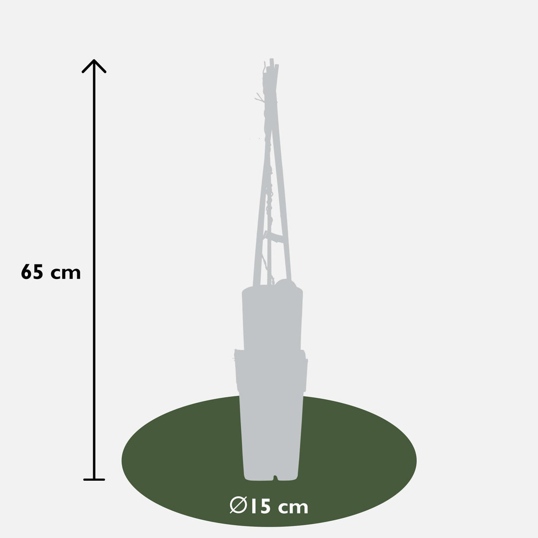 Aristolochia macrophylla - Ø15cm - ↕65cm