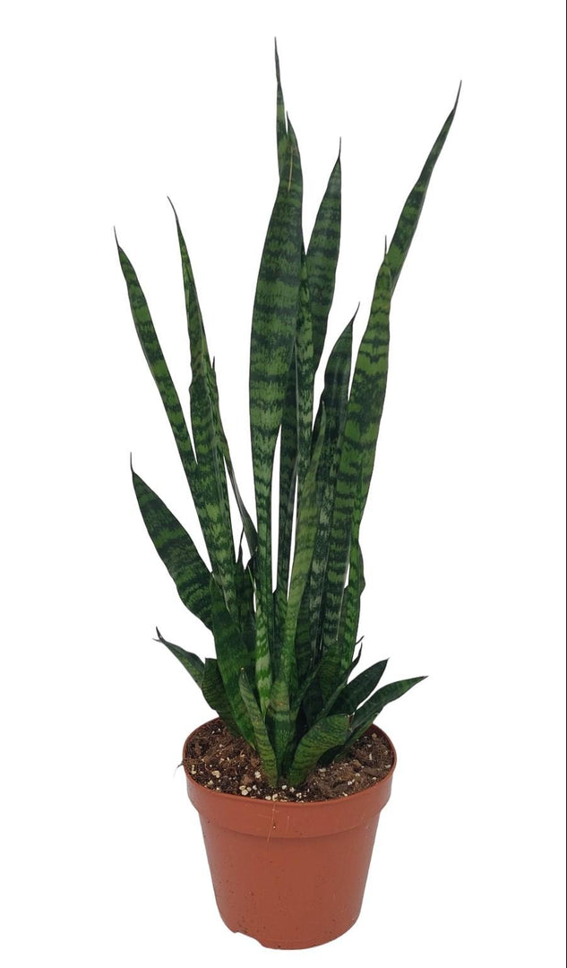 Sansevieria trifasciata 'Zeylanica' - Ø17cm - ↕75cm