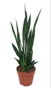Sansevieria trifasciata 'Zeylanica' - Ø17cm - ↕75cm
