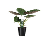 Load image into Gallery viewer, Alocasia wentii (Elephant ear) - Ø19cm - ↕70cm