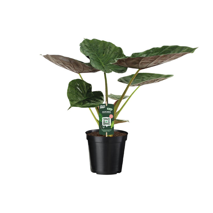 Alocasia wentii (Elephant ear) - Ø19cm - ↕70cm