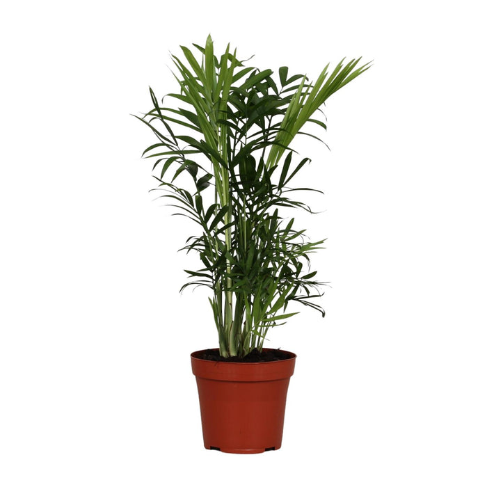 Chamaedorea elegans - Ø12cm - ↕40cm