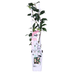 Load image into Gallery viewer, Trachelospermum &#39;Star of Ibiza&#39; - 2 pieces - ↨65cm - Ø15
