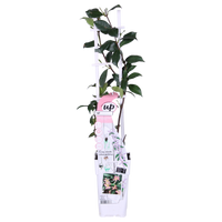Trachelospermum 'Star of Ibiza' - 2 pezzi - ↨65cm - Ø15