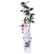 Trachelospermum 'Star of Ibiza' - 2 pieces - ↨65cm - Ø15