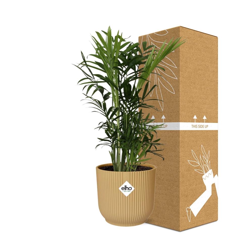 Chamaedorea elegans in ELHO Vibes Fold Pot, Yellow, Ø14cm - ↕35cm