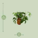 Load image into Gallery viewer, Monstera minima - Ø12cm - ↕30cm