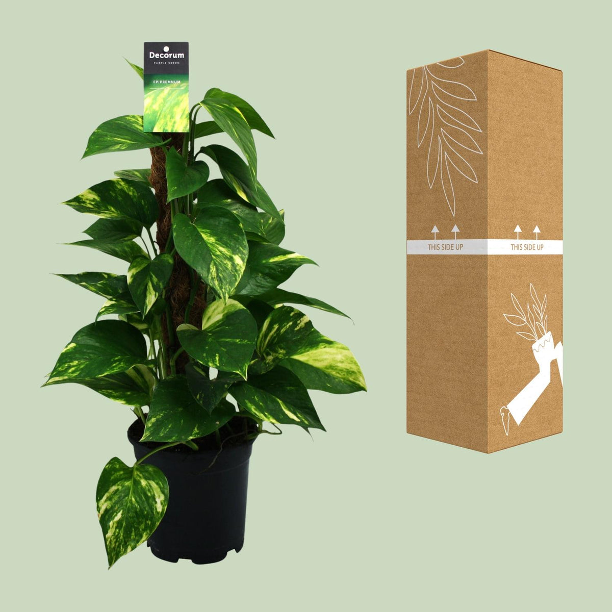 Epipremnum (Scindapsus) - Ø15cm - ↕50cm