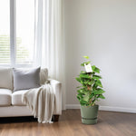 Load image into Gallery viewer, Epipremnum pinnatum &#39;Mosstok&#39; (Scindapsus) - Ø15cm - ↕60cm
