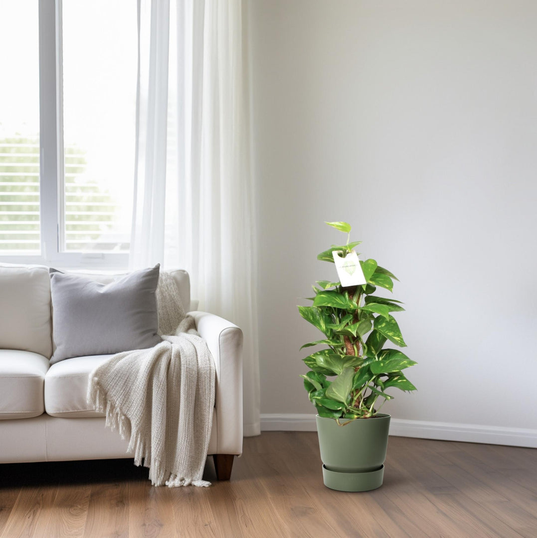 Epipremnum pinnatum 'Mosstok' (Scindapsus) - Ø15cm - ↕60cm