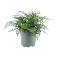 Asplenium parvati - Ø27cm - ↕50cm