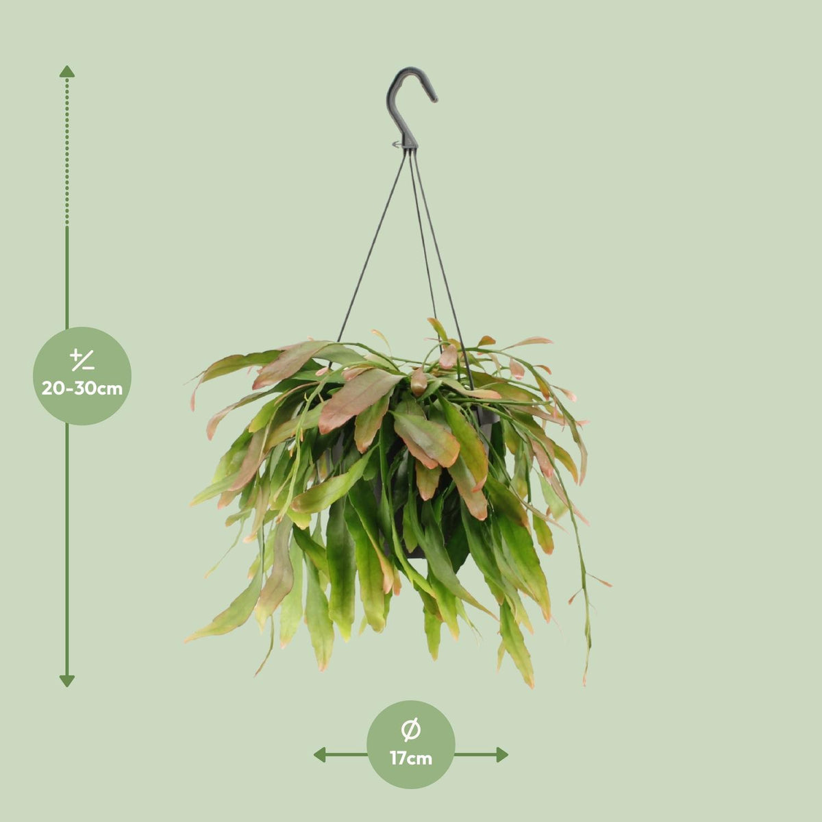 Rhipsalis 'Red Coral' - Ø17cm - ↕25cm