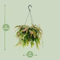 Rhipsalis 'Red Coral' - Ø17cm - ↕25cm