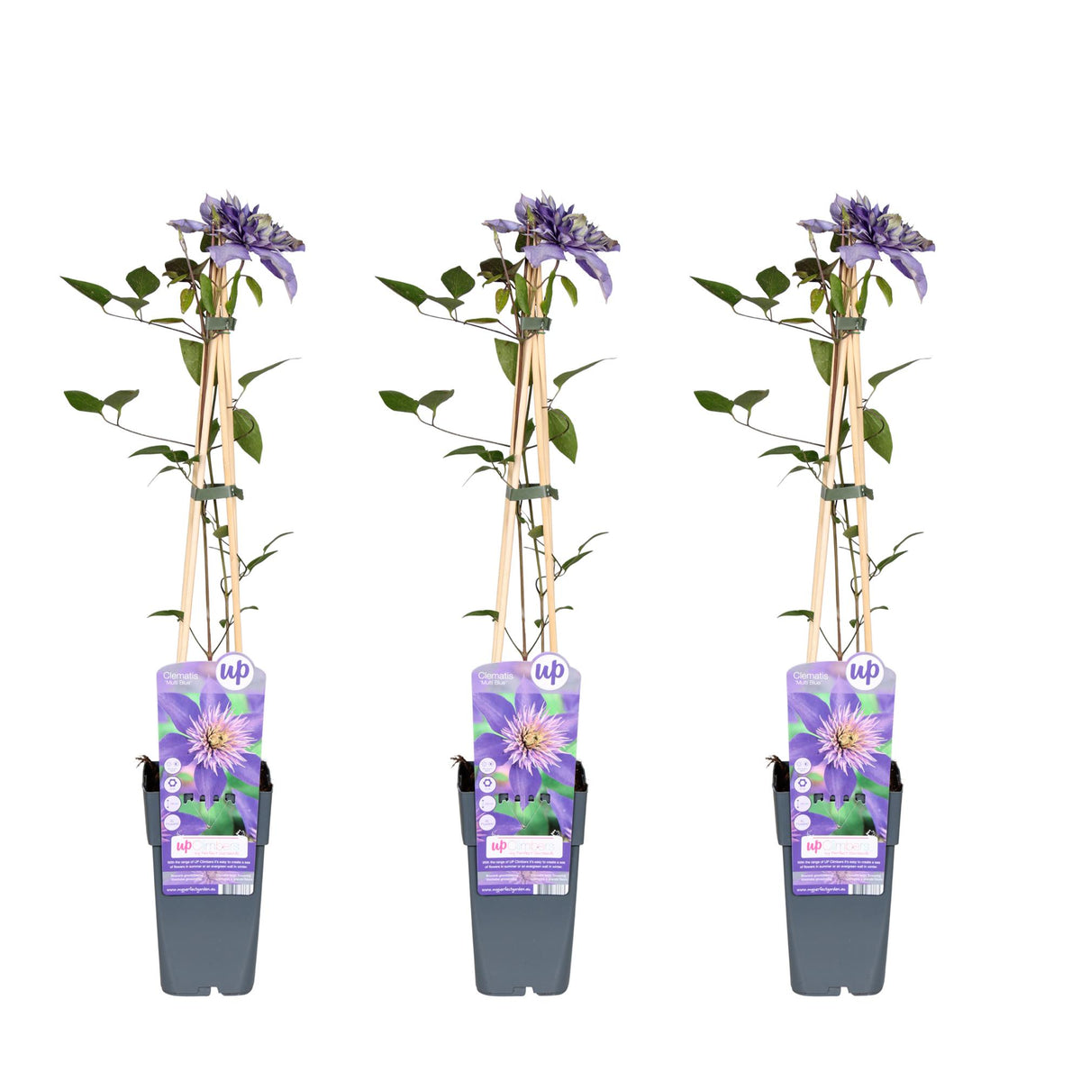 Clematis multi Blue - 3 piante - ↨65cm - Ø15