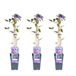 Load image into Gallery viewer, Clematis Multi Blue - 3 plants - ↨65cm - Ø15

