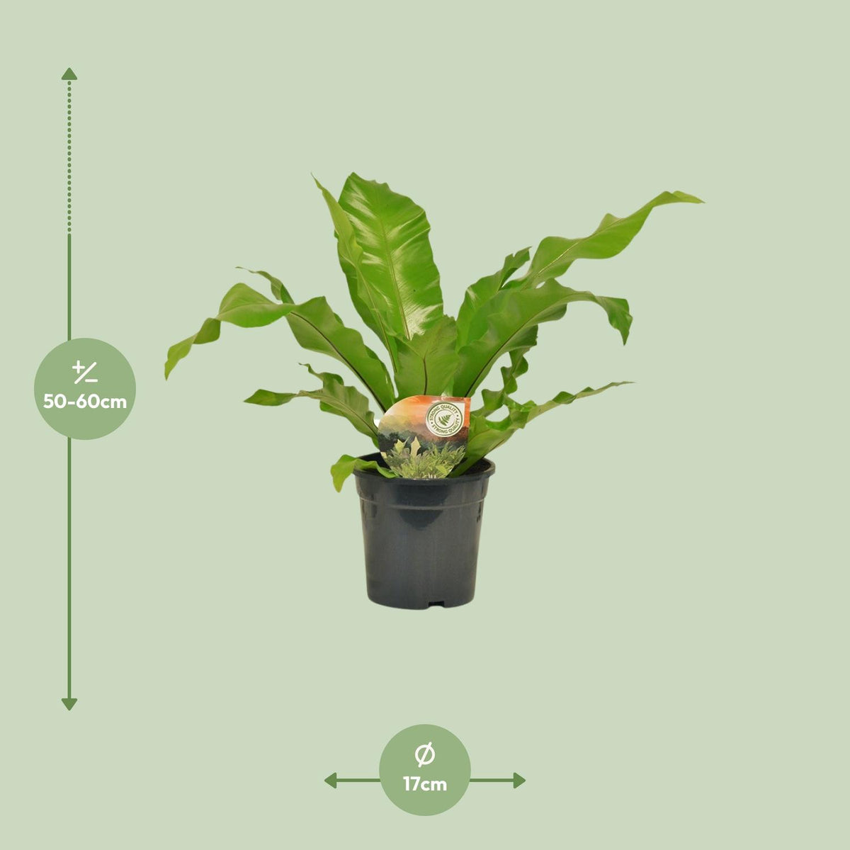 Asplenium nidus - Ø17cm - ↕60cm