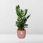Load image into Gallery viewer, Zamioculcas zamiifolia in ELHO Vibes Fold Pot, Pink, Ø14cm - ↕45cm