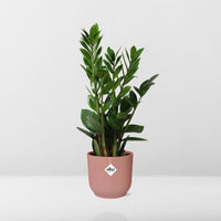 Zamioculcas zamiifolia in vaso ELHO Vibes Fold, Rosa, Ø14cm - ↕45cm