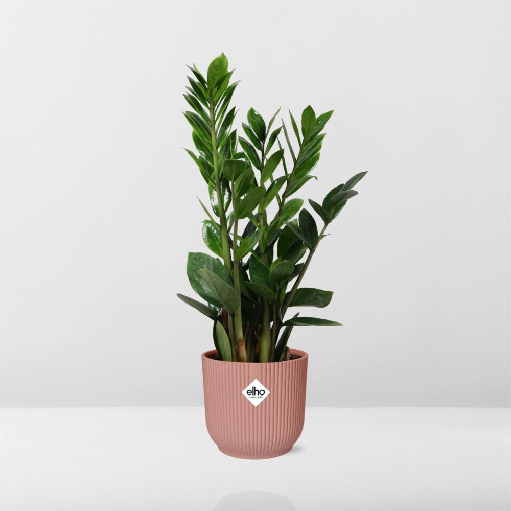 Zamioculcas zamiifolia in ELHO Vibes Fold Pot, Pink, Ø14cm - ↕45cm