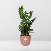 Zamioculcas zamiifolia in ELHO Vibes Fold Pot, Pink, Ø14cm - ↕45cm