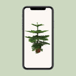 Load image into Gallery viewer, Araucaria heterophylla - Ø21cm - ↕70cm
