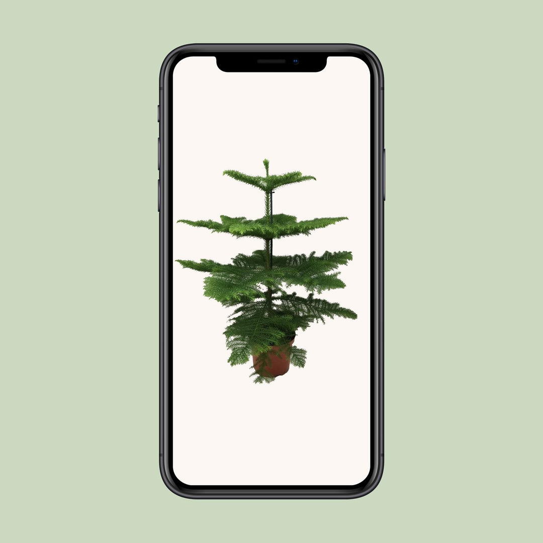 Araucaria heterophylla - Ø21cm - ↕70cm