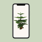 Araucaria heterophylla - Ø21cm - ↕70cm