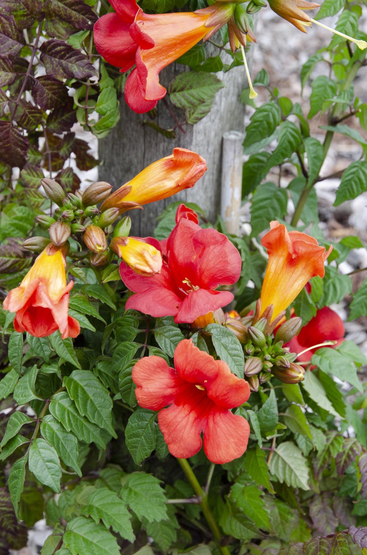Campsis Summer Jazz 'Fire Trumpet' - 2 piante - Ø15 - ↨65cm