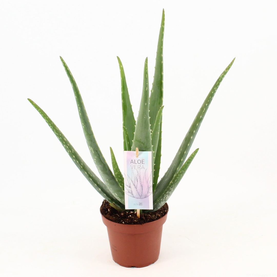 Aloe vera - Ø14cm - ↕45cm
