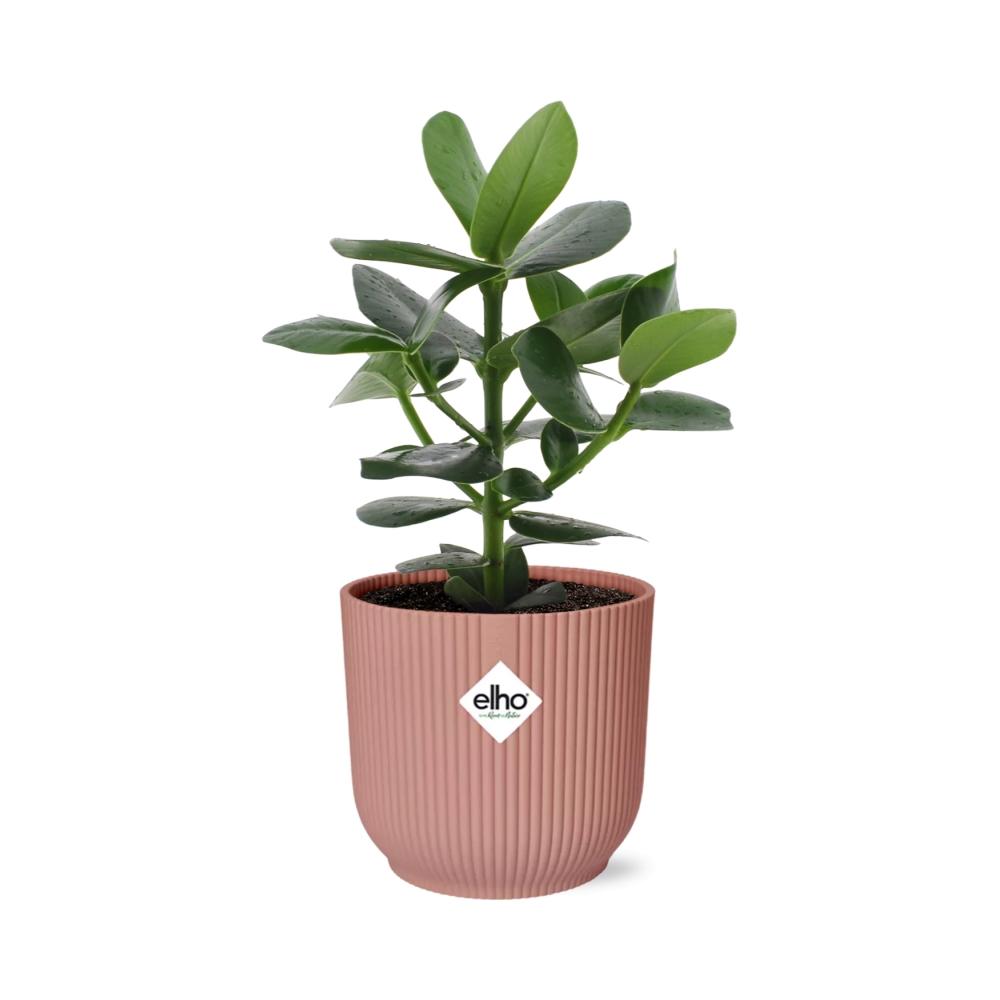 Clusia rosea 'Princess' in Vaso ELHO Vibes Fold, Rosa, Ø14cm ↕25cm