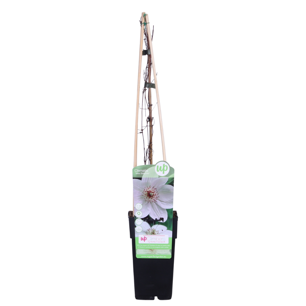 Clematis 'Miss Bateman' - Ø15cm - ↕65cm